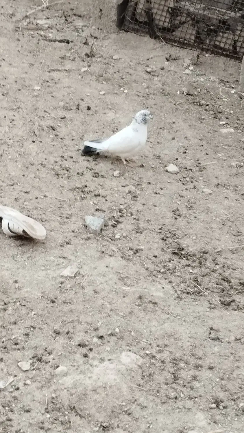 کفتر|پرنده|نورآباد, |دیوار