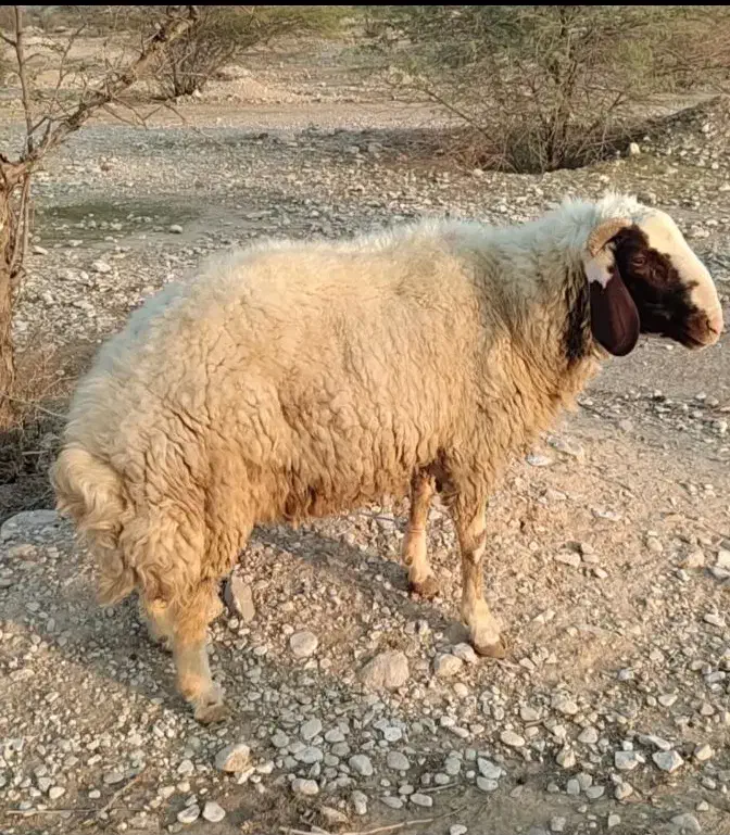 قوچ سنجابی 2ساله. گوسفند بره بز بزغاله  نربز بزنر|حیوانات مزرعه|دهلران, |دیوار