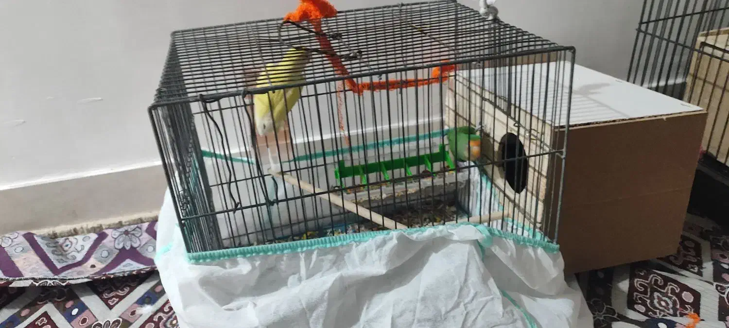 طوطی برزیلی|پرنده|آبدانان, |دیوار