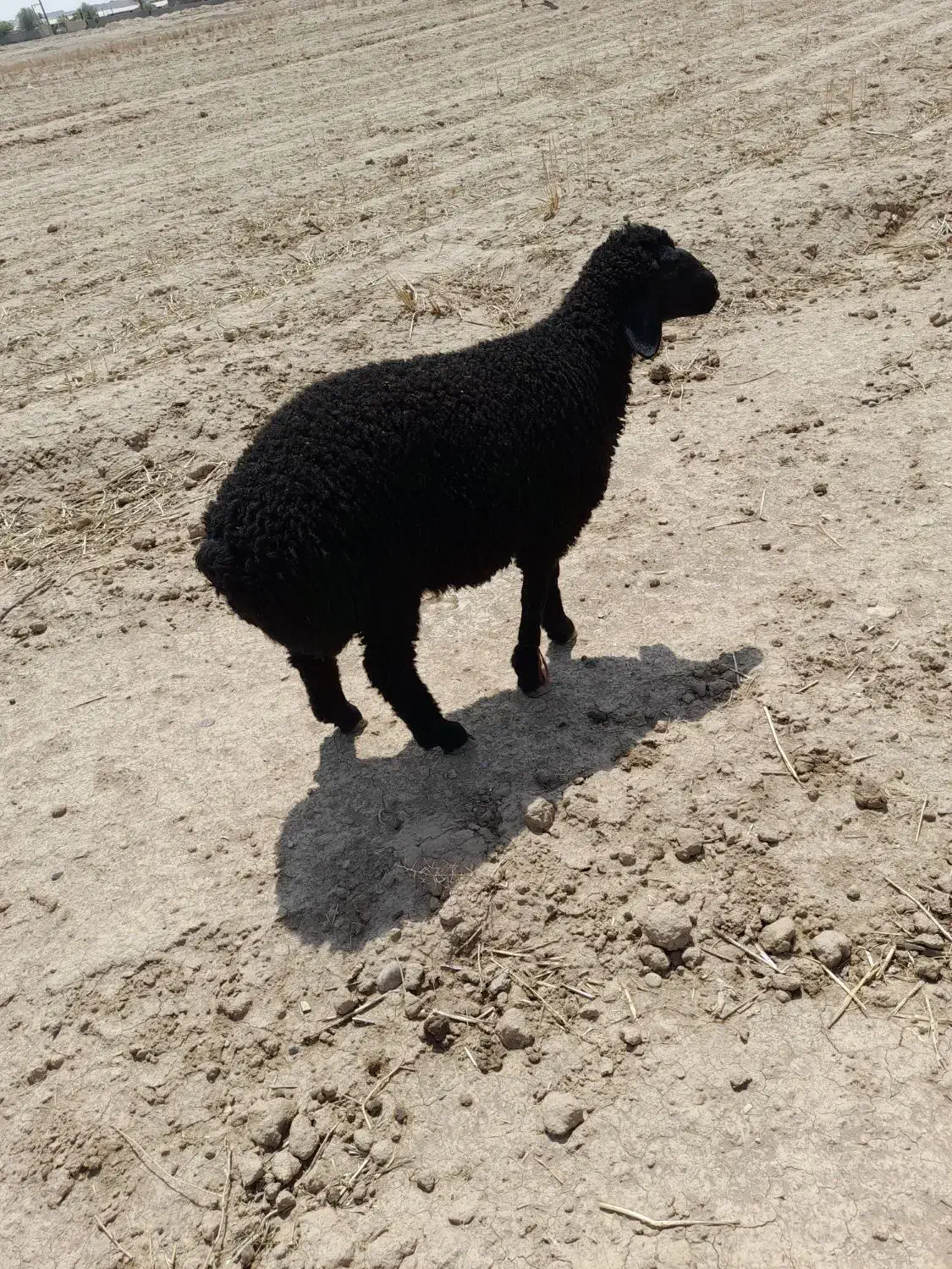 بره نر|حیوانات مزرعه|پیشوا, |دیوار