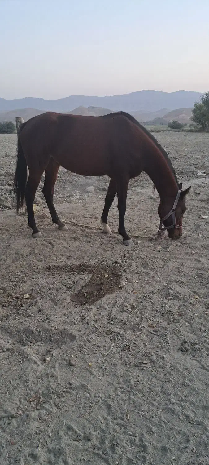 اسب|اسب و تجهیزات اسب‌سواری|مانه, |دیوار