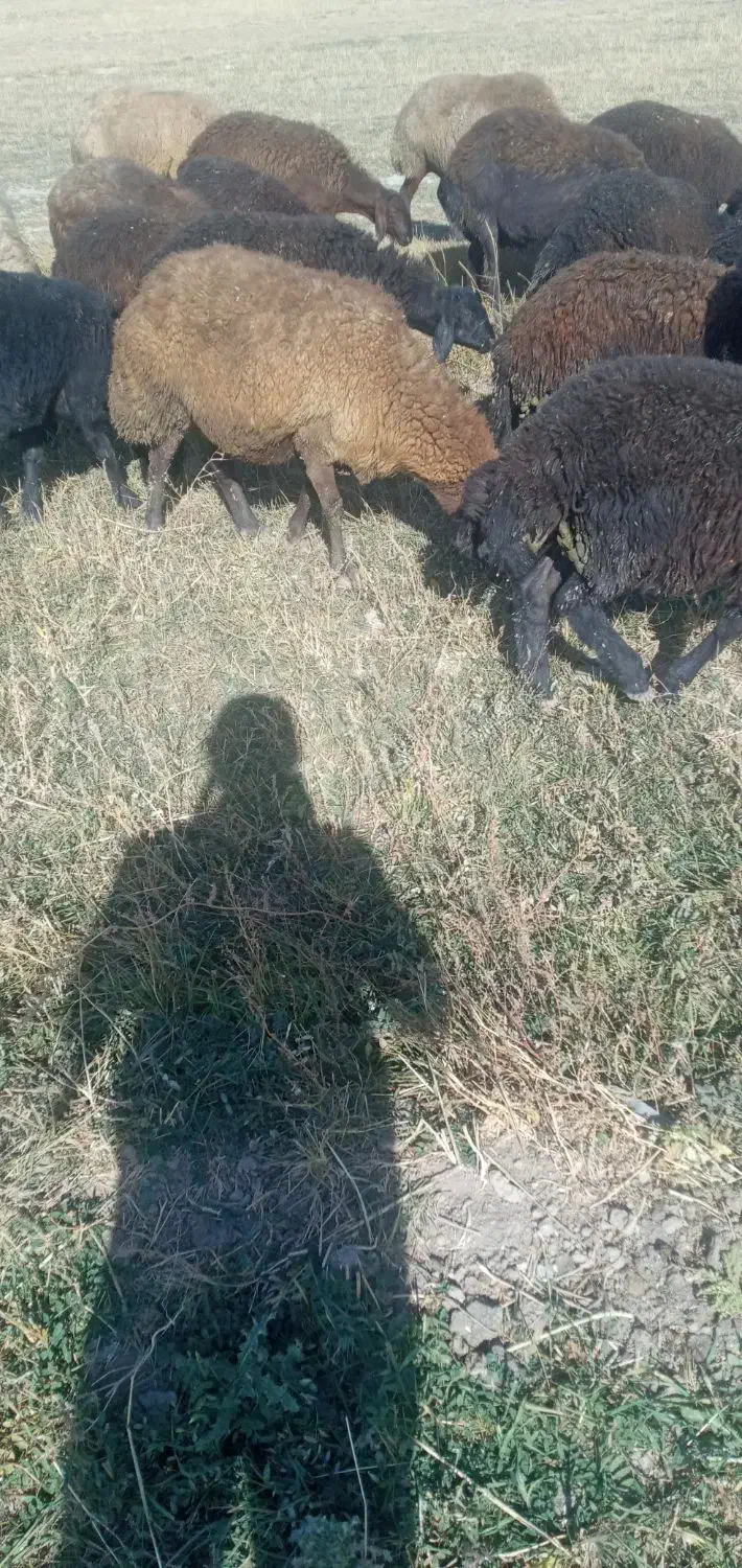 گوسفند|حیوانات مزرعه|سراب, |دیوار