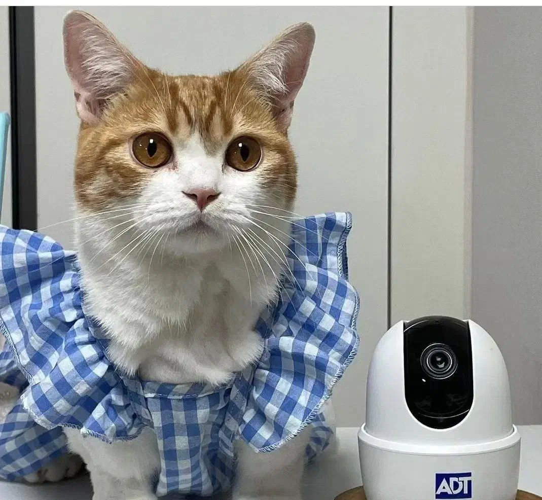 دوربین مداربسته ،خدمات برقکاری (ساختمان،وعیب یابی)|خدمات پیشه و مهارت|مشهد, شاهد (شهرک غرب)|دیوار