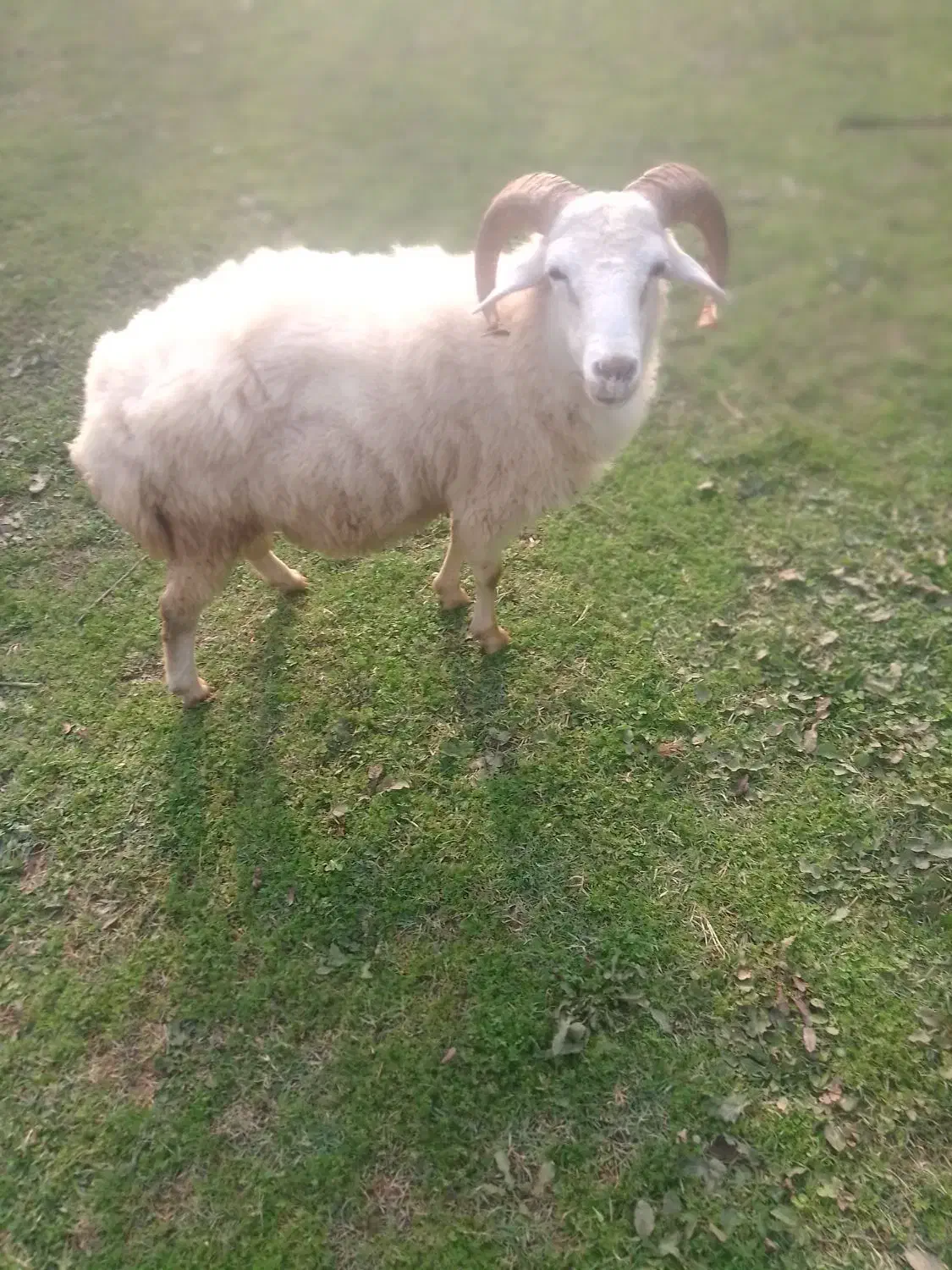 گوسفند نر محلی جنس تالشی|حیوانات مزرعه|فومن, |دیوار