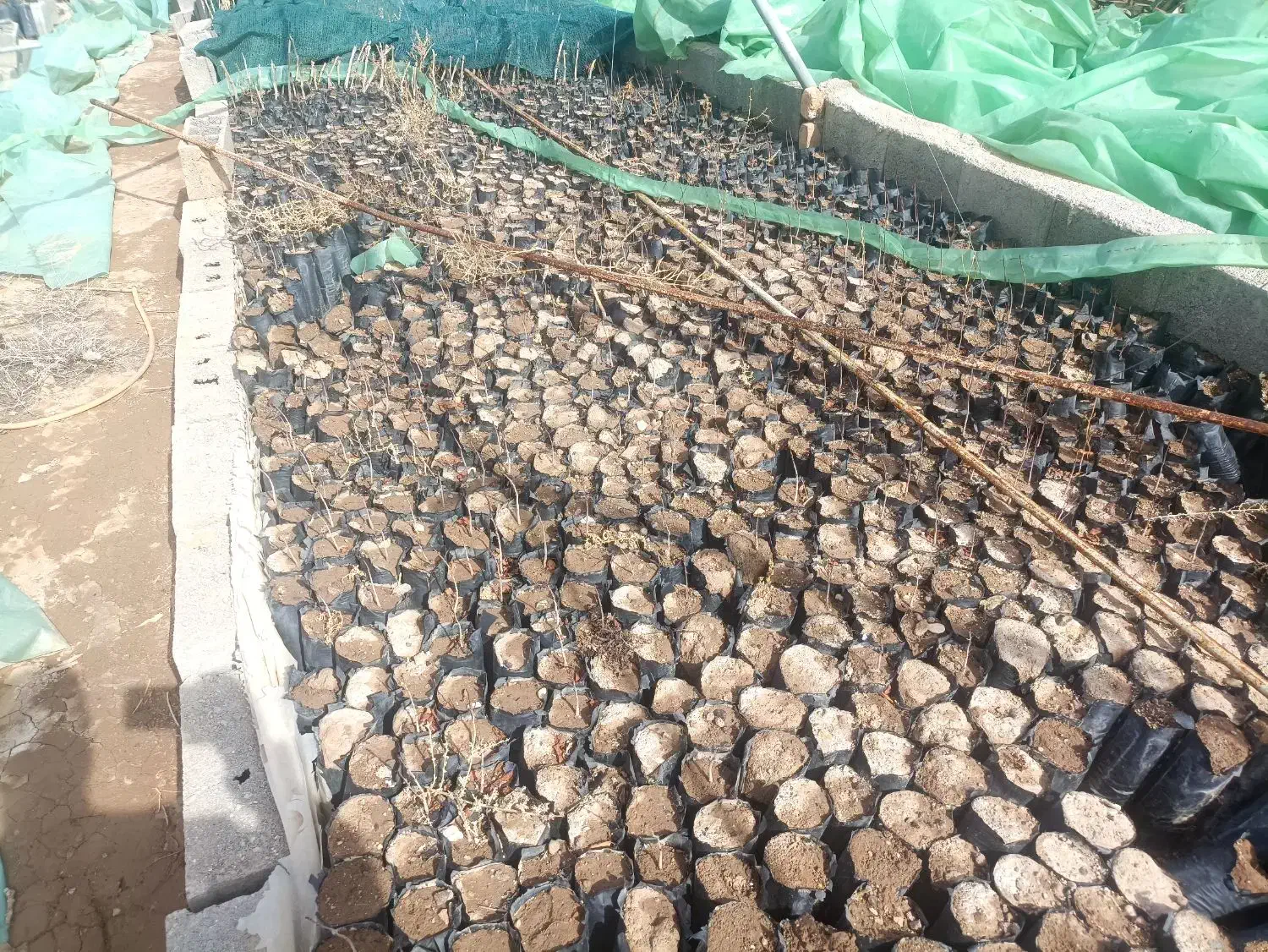 نهال پسته|گل و گیاه طبیعی|زرندیه, |دیوار