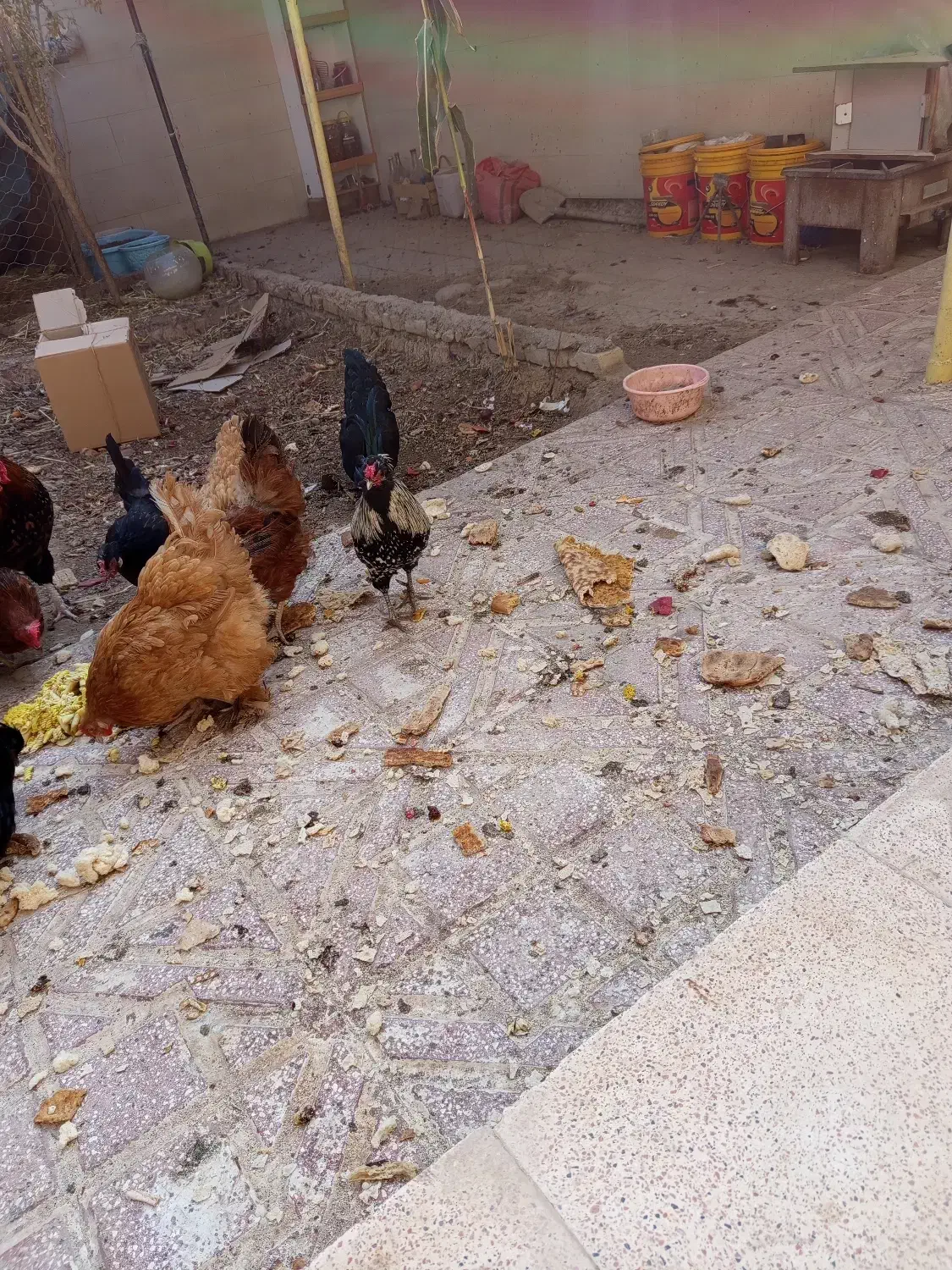 خروس ژاپنی|حیوانات مزرعه|سمنان, |دیوار