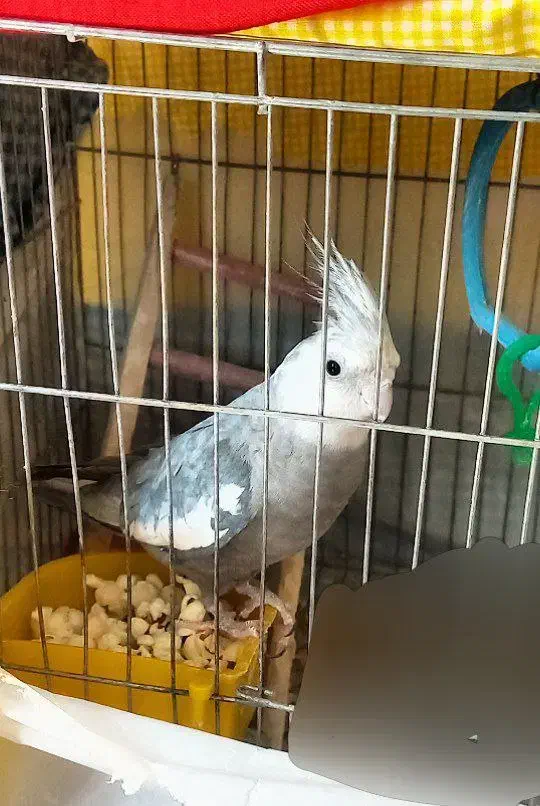 طوطی عروس هلندی|پرنده|بانه, |دیوار