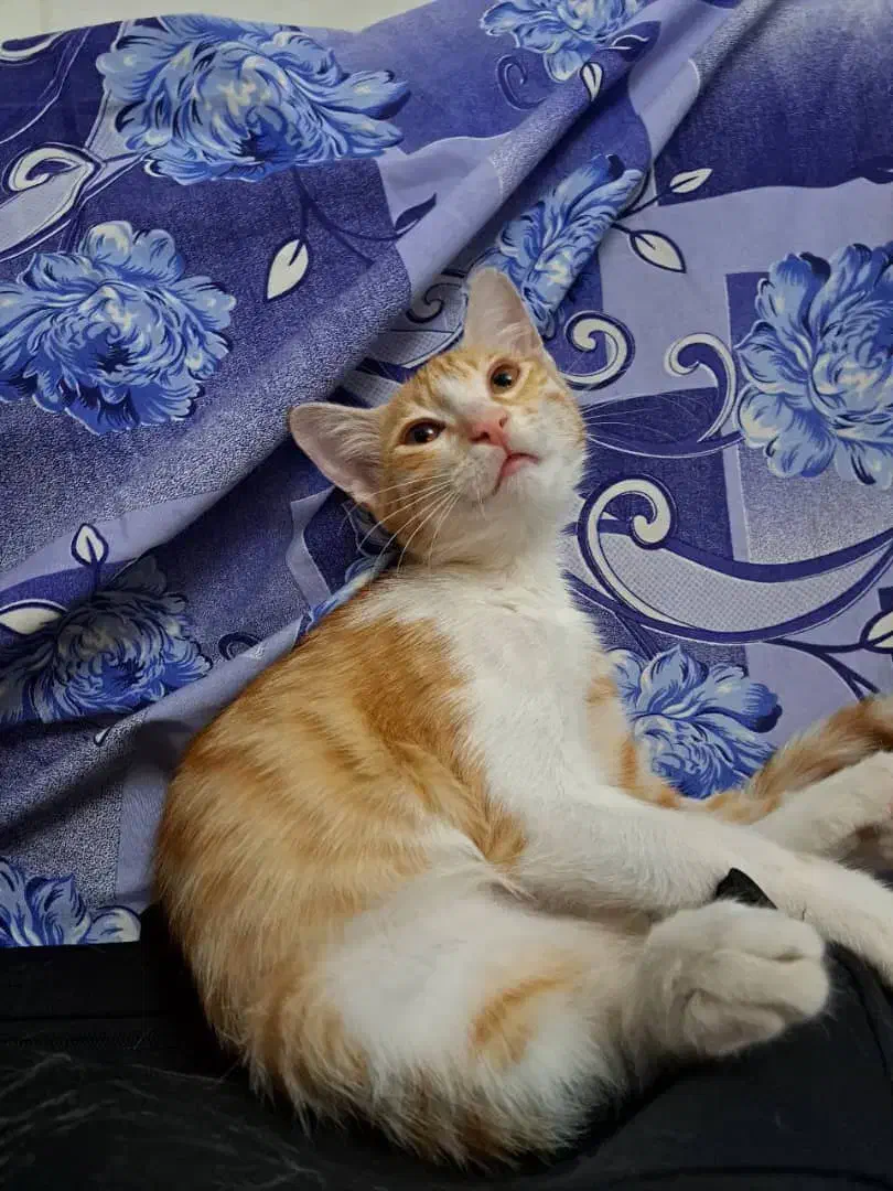 واگذاری رایگان بچه گربه ۴ ماهه|گربه|ری, ظهیرآباد|دیوار