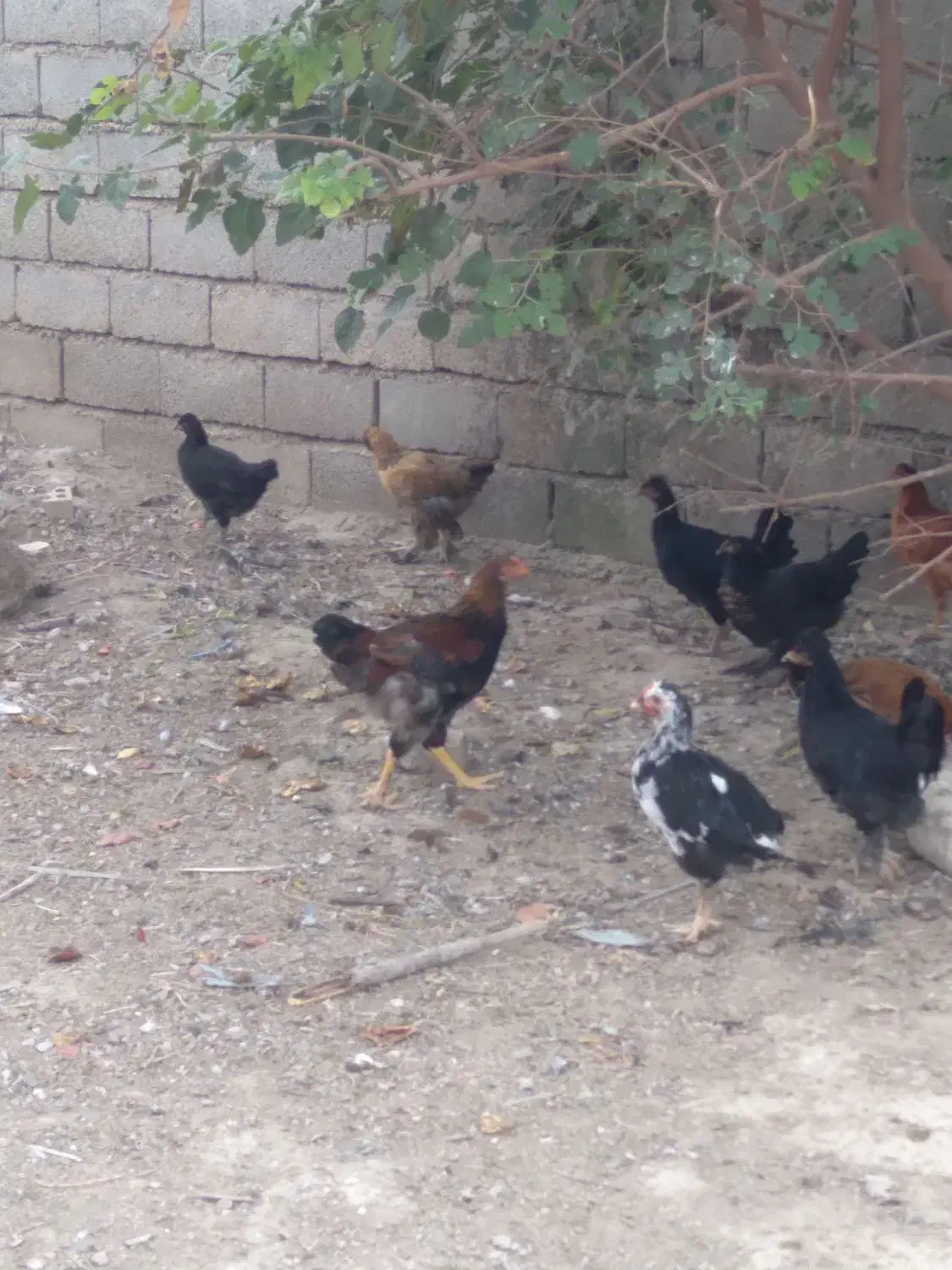 نیمچه مرغ وخروس مرندی لهستانی محلی|حیوانات مزرعه|گنبد کاووس, |دیوار