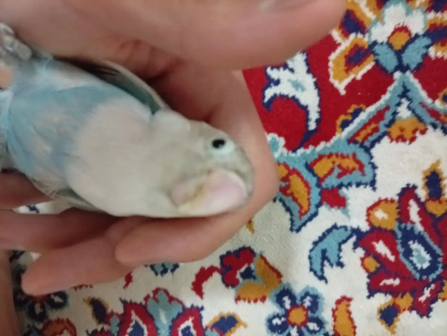 تعدادی جوجه کوتوله برزیلی فول دستی|پرنده|مشهد, وحید|دیوار