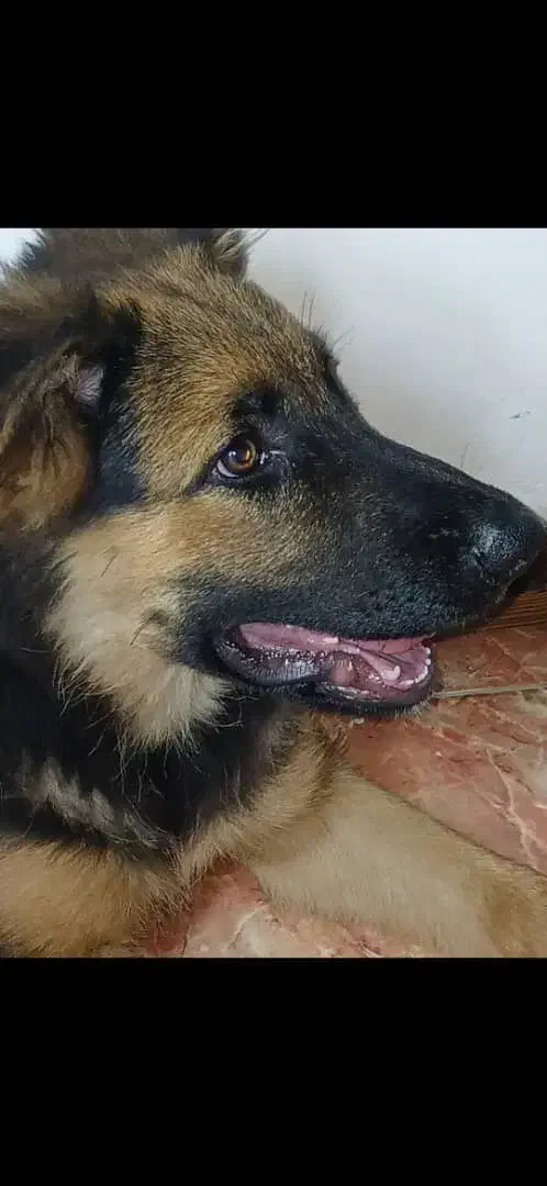 سگ ژرمن شپرد گمشده به نام هیرو|حیوانات|شهریار, شهریار|دیوار