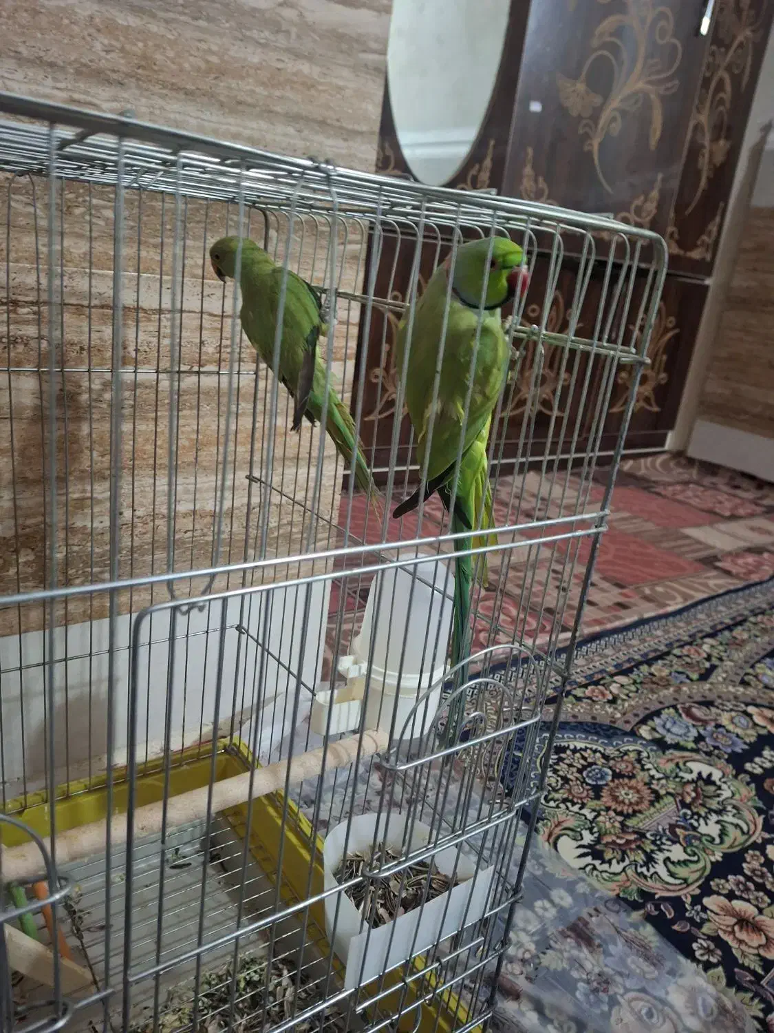 طوطی ملنگو|پرنده|چابهار, |دیوار