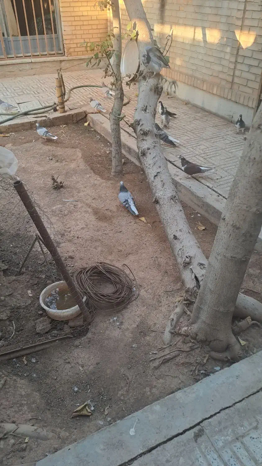 تعدادی کفتر نر بدرنگ|پرنده|شاهین‌شهر, شهرک پردیس|دیوار