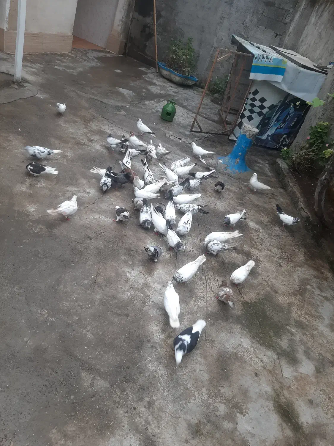 کبوتر|پرنده|صومعه‌سرا, |دیوار