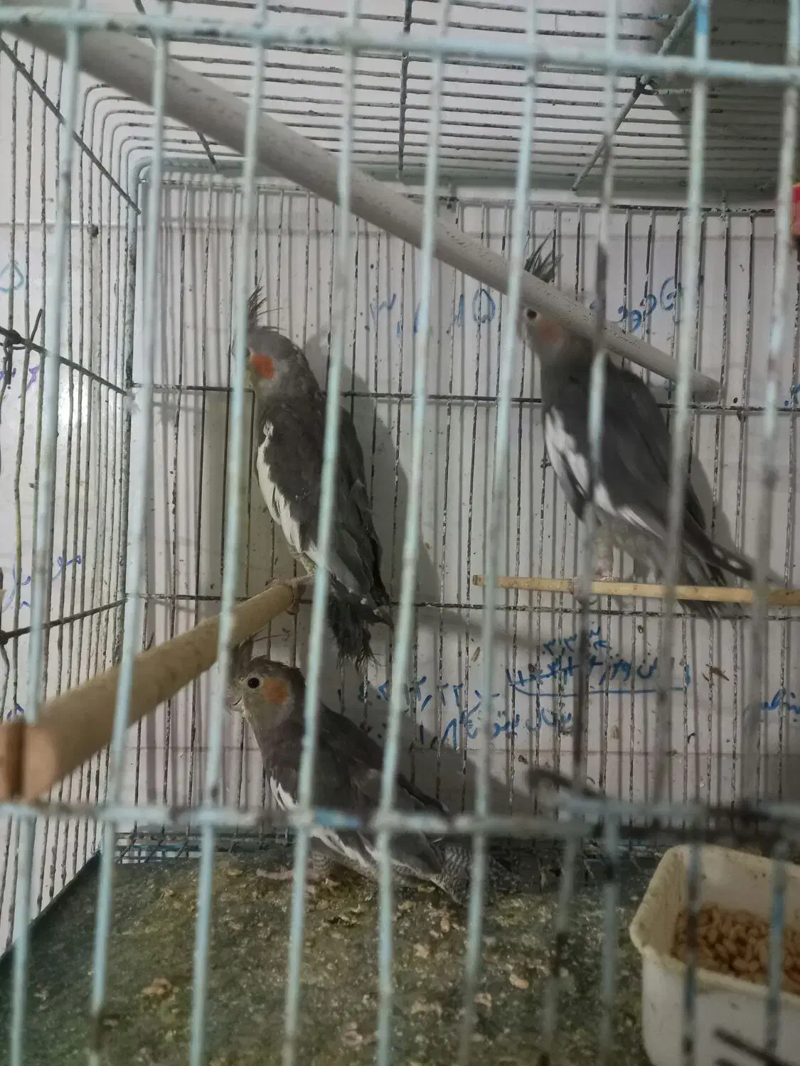 کوتوله مولد وعروس هلندی جوجه وکار|پرنده|کهک, |دیوار