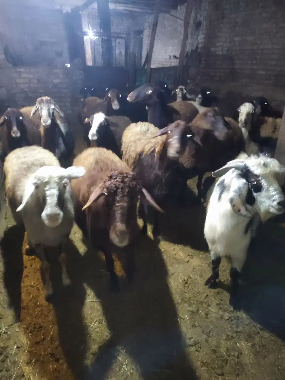 20راس‌گوسفندداشتی‌آبستن‌توافقی‌|حیوانات مزرعه|سراب, |دیوار