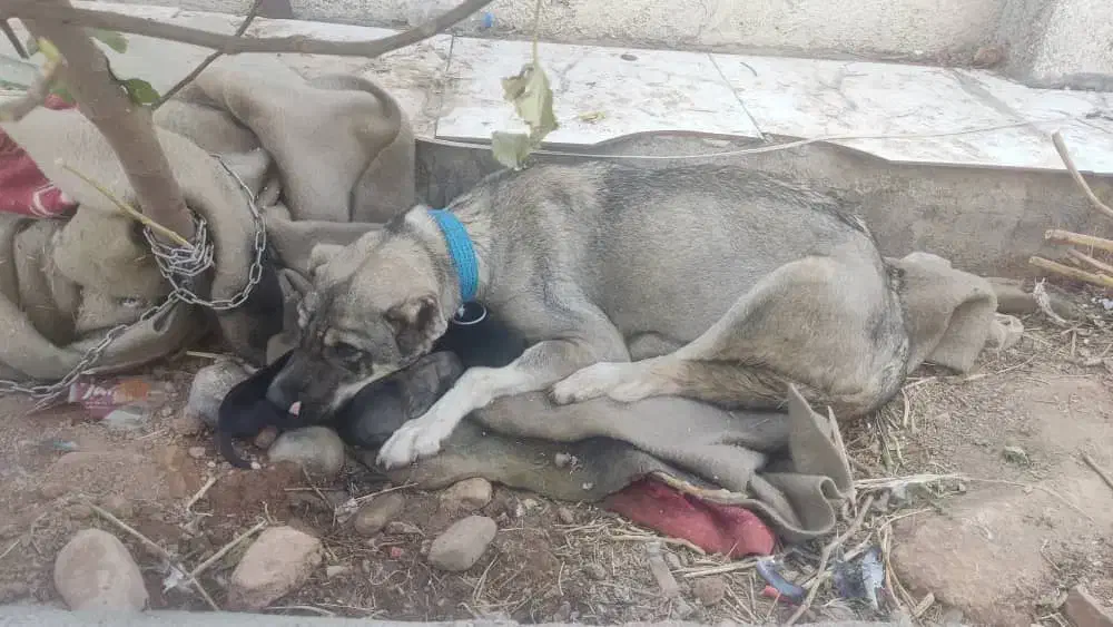 سگ گم شده|سگ|کوهدشت, |دیوار