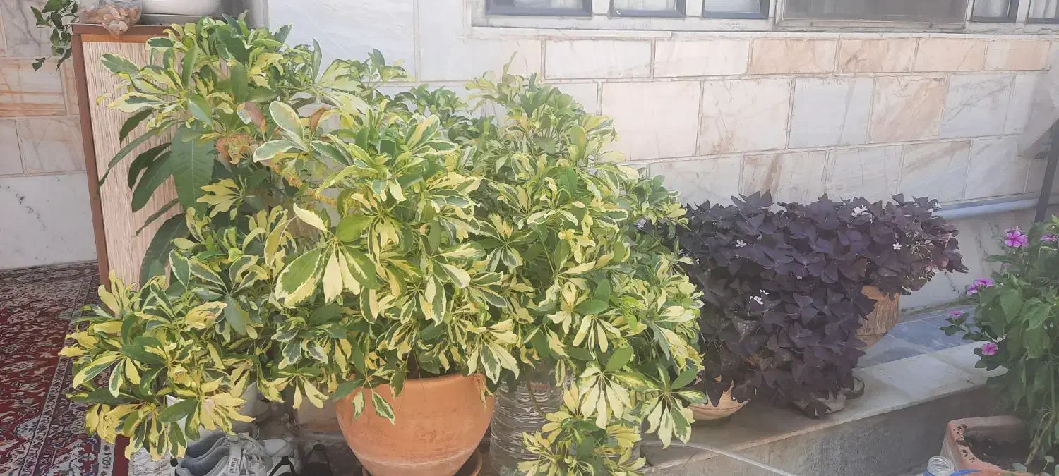 گل طبیعی با گلدان|گل و گیاه طبیعی|شهریار, شهریار|دیوار