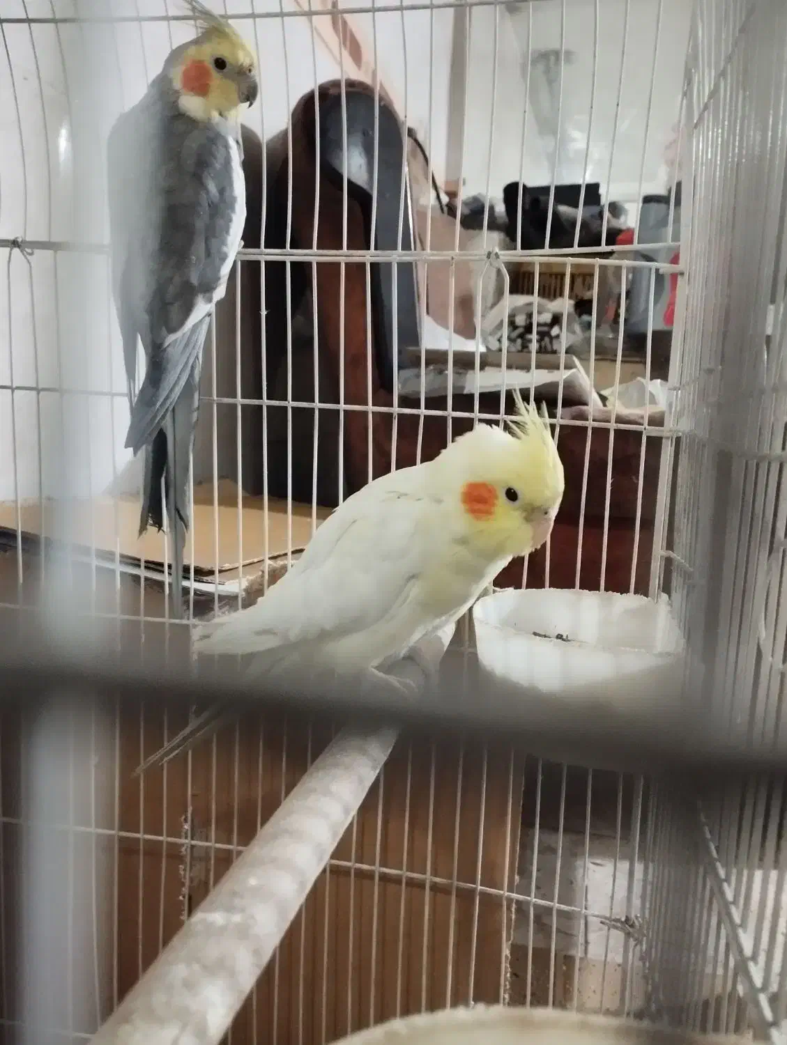 یک جفت عروس هلندی مولد|پرنده|شهریار, کهنز|دیوار