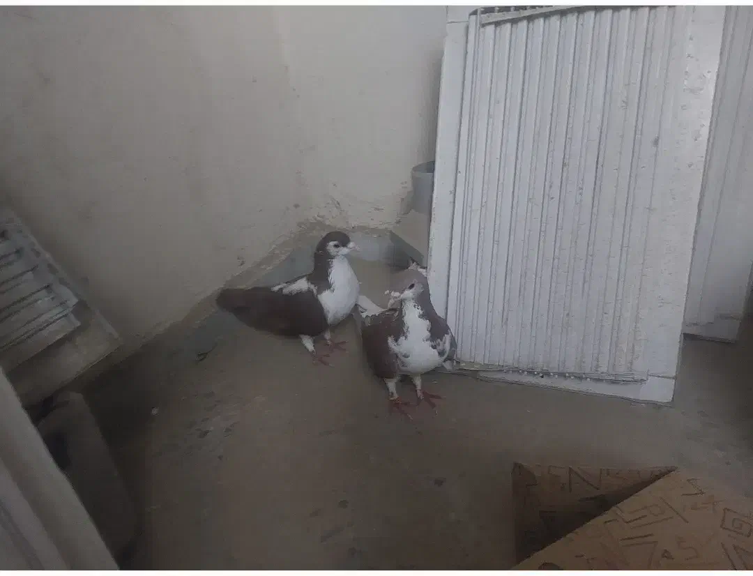 کبوتر فروشی|پرنده|سراوان, |دیوار