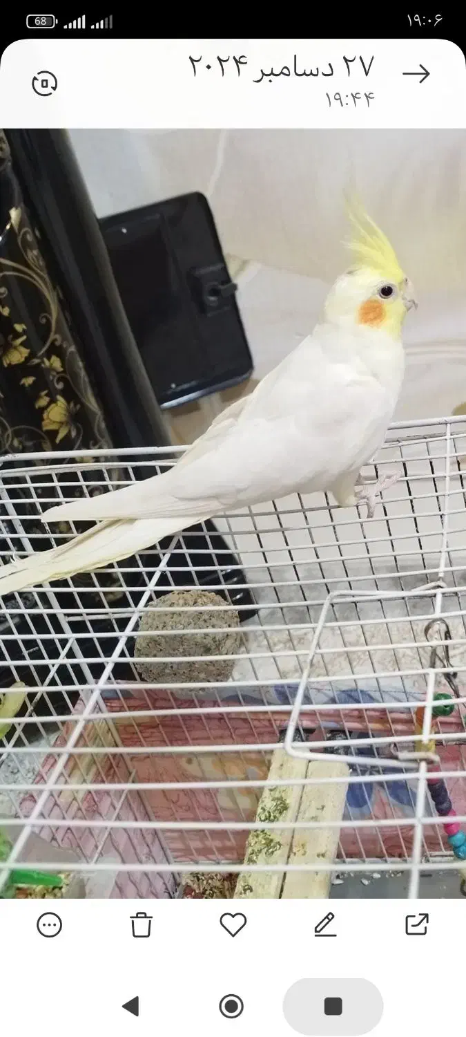 عروس هلندی نر فروشی|پرنده|اشتهارد, |دیوار