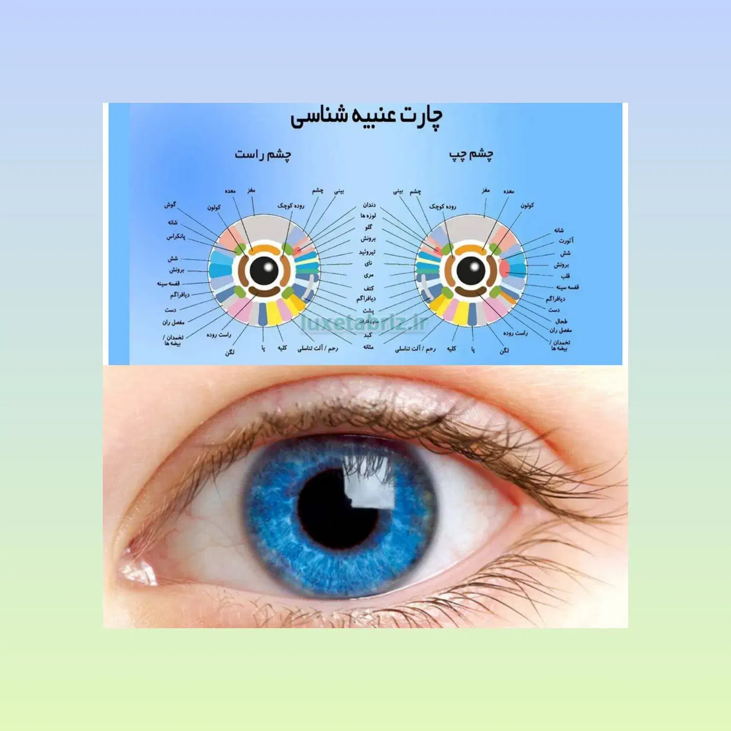 همایش عنبیه شناسی وفصدخون+مدرک معتبر|گردهمایی و همایش|تهران, تهرانپارس شرقی|دیوار
