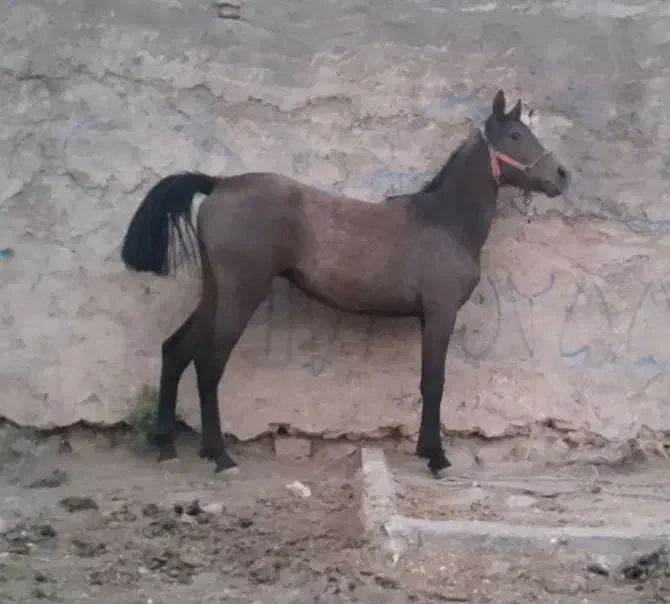 کره مادیان|اسب و تجهیزات اسبسواری|اقلید, |دیوار