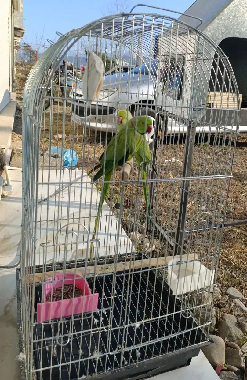 جفت مولد شاه طوطی ملنگو زیر قیمت|پرنده|لاهیجان, شیشه گران|دیوار