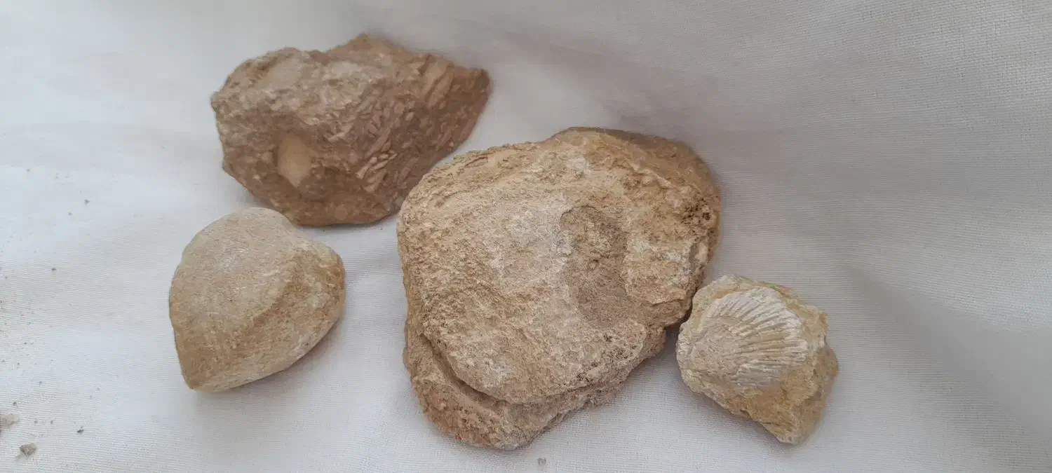 فُسیل|کلکسیون اشیاء عتیقه|خوشاب, |دیوار