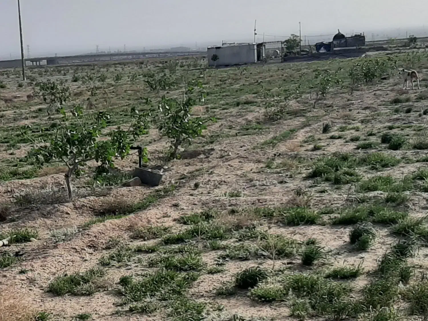 ۷۰۰۰هزارمتر زمین دارای نهال پسته پیوندی وبار دار|فروش دفتر صنعتی، کشاورزی، تجاری|تربت جام, میان جام|دیوار