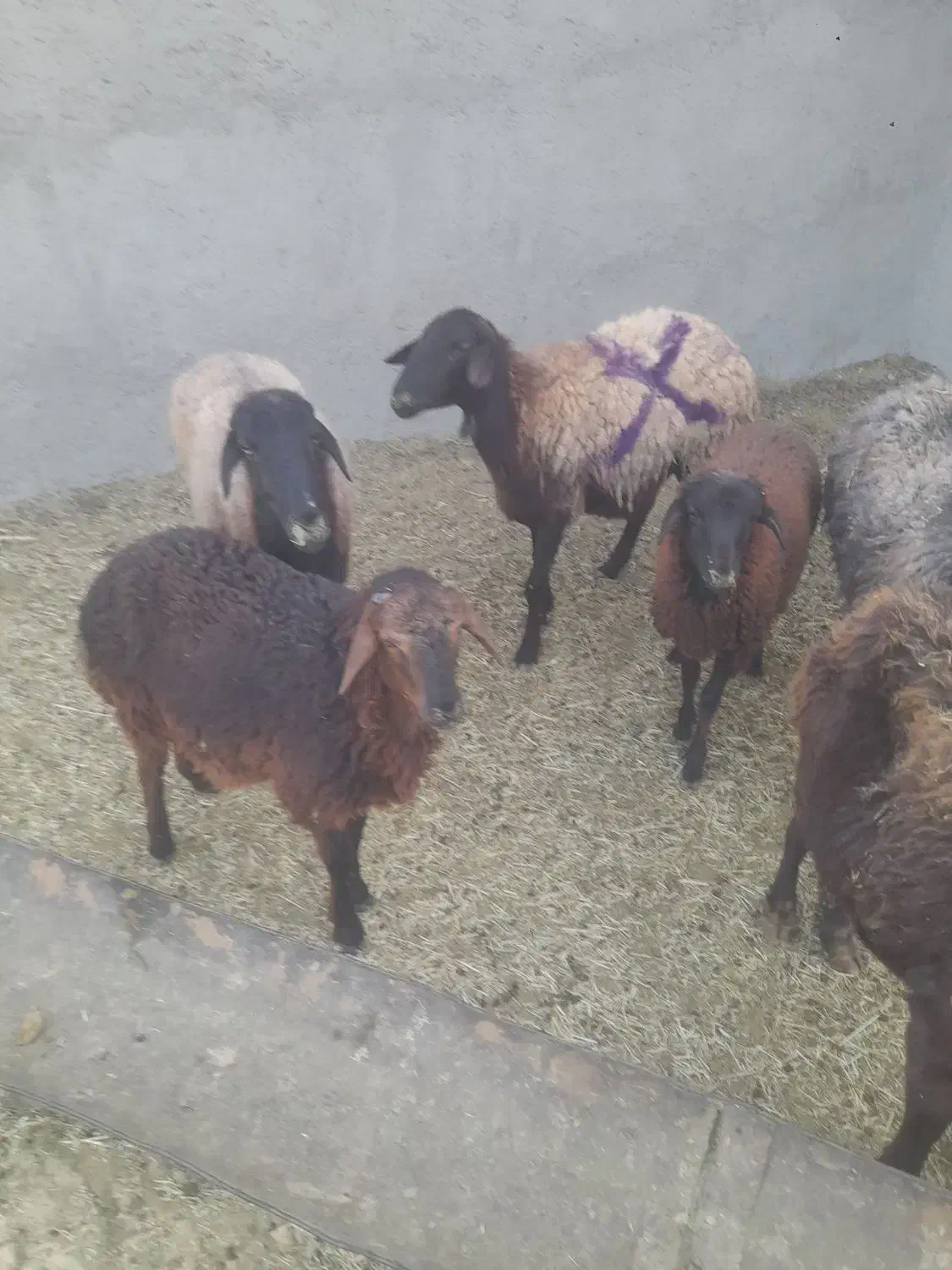 میش و بره|حیوانات مزرعه|ساوه, |دیوار