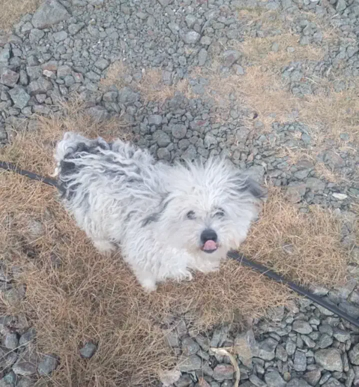 پاکوتاه نگهبان ماده|سگ|زنجان, |دیوار