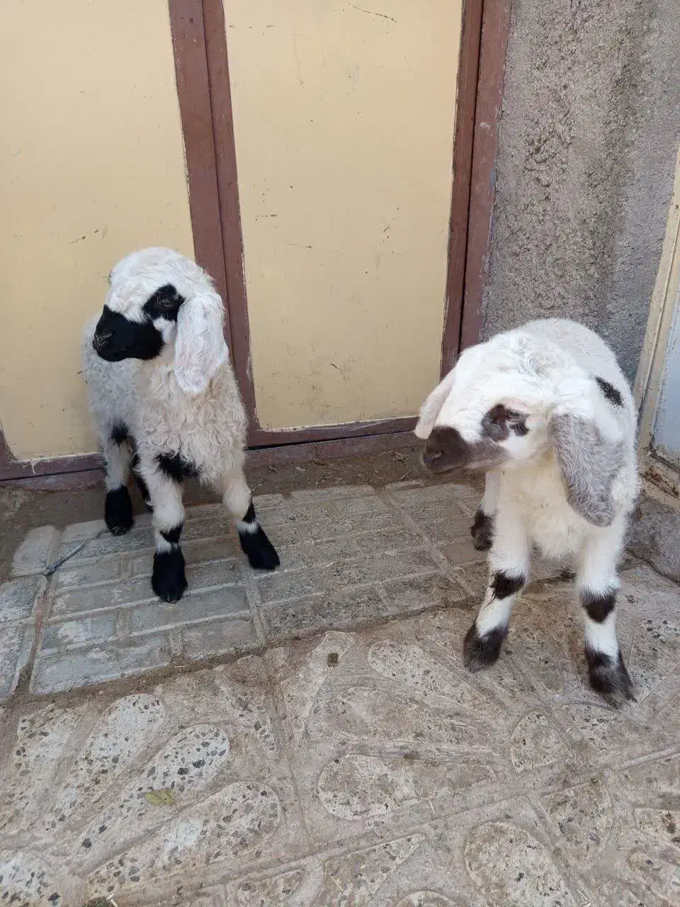 میش زائیده|حیوانات مزرعه|درمیان, |دیوار