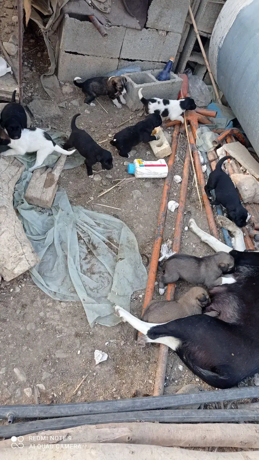 سگ فروشی|سگ|دوگنبدان, |دیوار