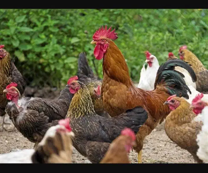 مرغ وخروس محلی|حیوانات مزرعه|یاسوج, |دیوار