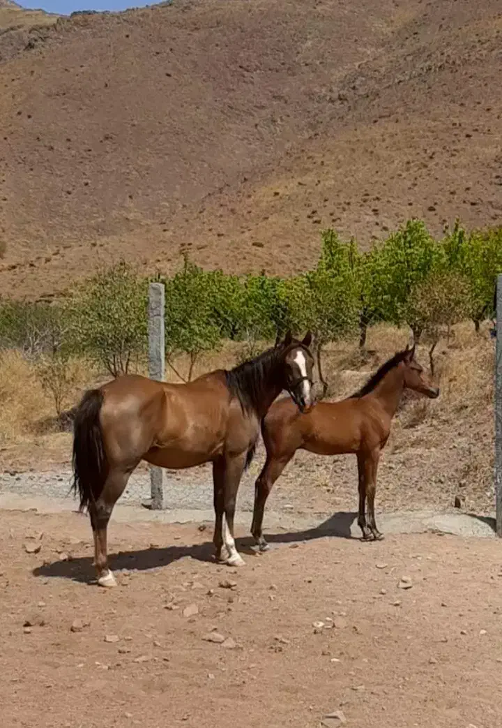 مادیان به همراه کره|اسب و تجهیزات اسبسواری|قزوین, |دیوار