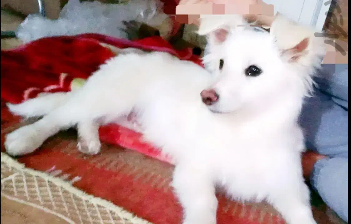 واگذاری سگ اشپیتز نر زیبا|سگ|رفسنجان, |دیوار