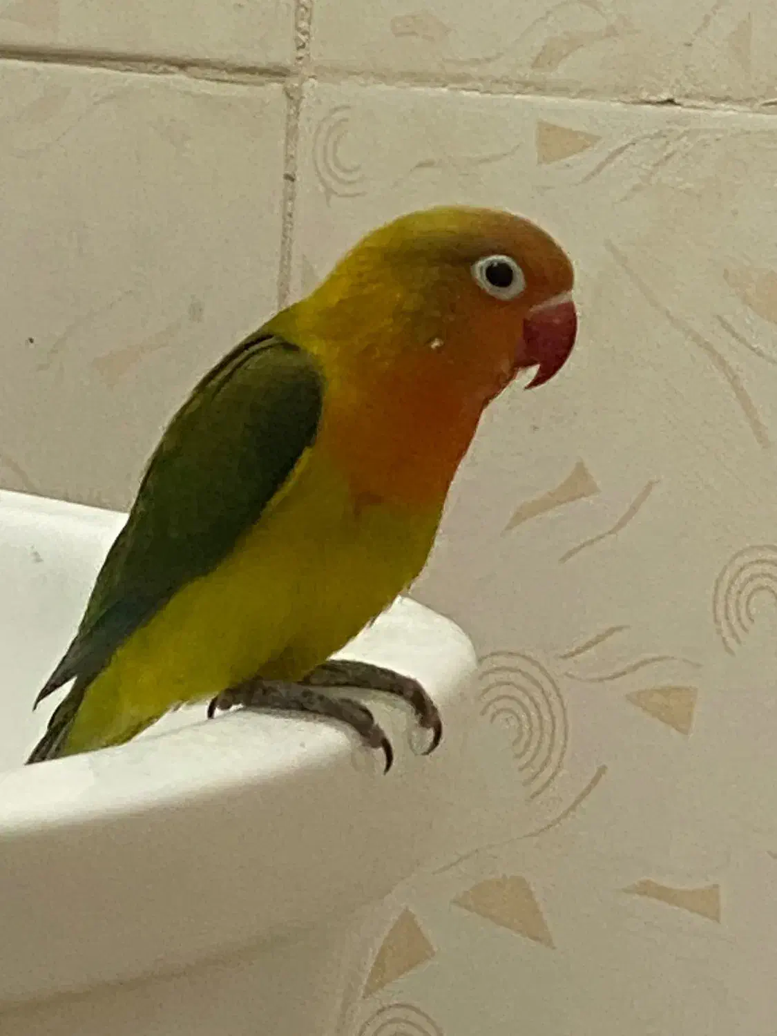 کوتوله برزیلی،طوطی،لاوبرد،طوطی برزیلی|پرنده|بندرعباس, |دیوار