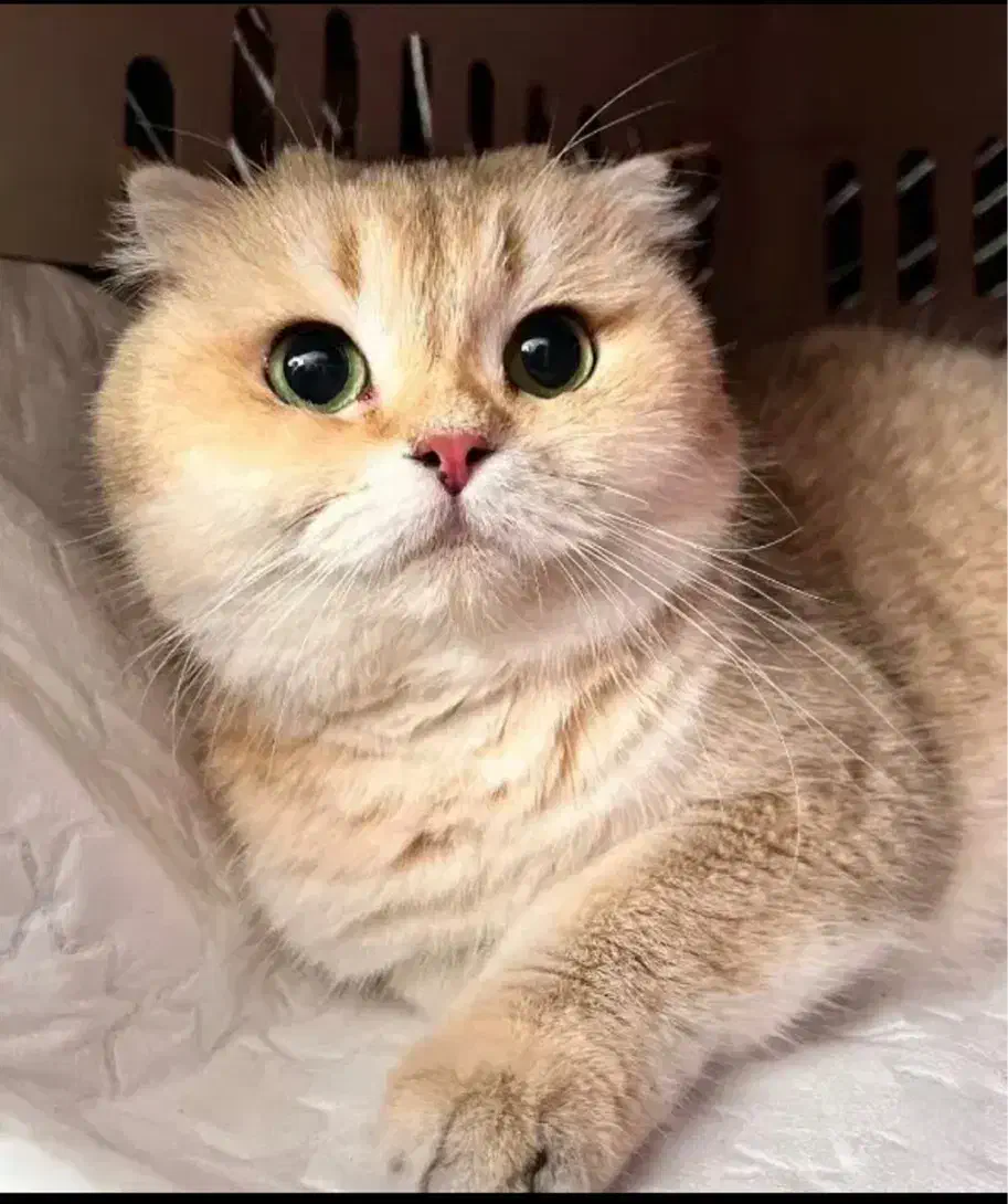 واگذاری گربه اسکاتیش|گربه|فردیس, فردیس|دیوار