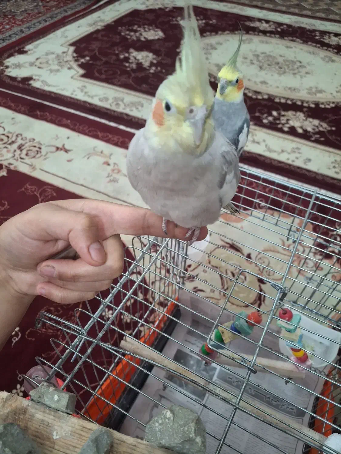 عروس هلندی|پرنده|نوشهر, |دیوار