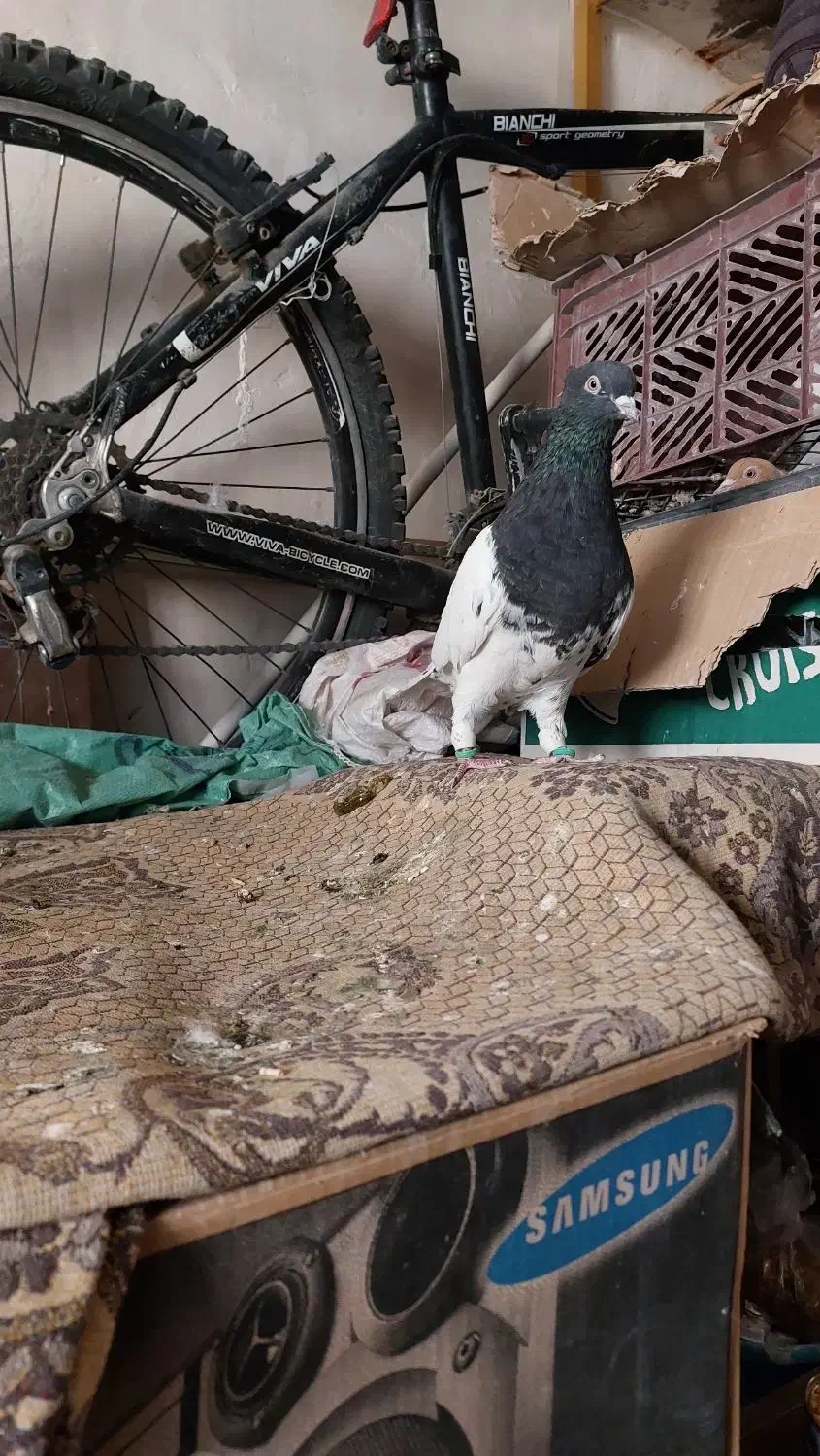 کبوتر کله سیاه ماده|پرنده|تاکستان, |دیوار