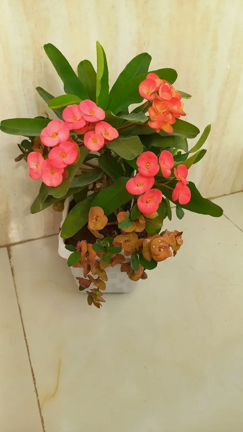 گل مرجان گلدرشت|گل و گیاه طبیعی|تبریز, |دیوار