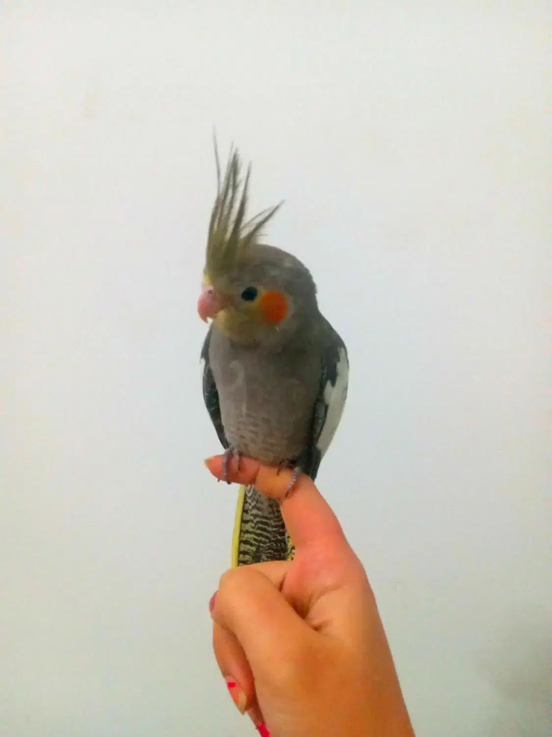 طوطی آموزش دیده بسیار رام و دستی بزرگ شده در خانه|پرنده|آمل, |دیوار