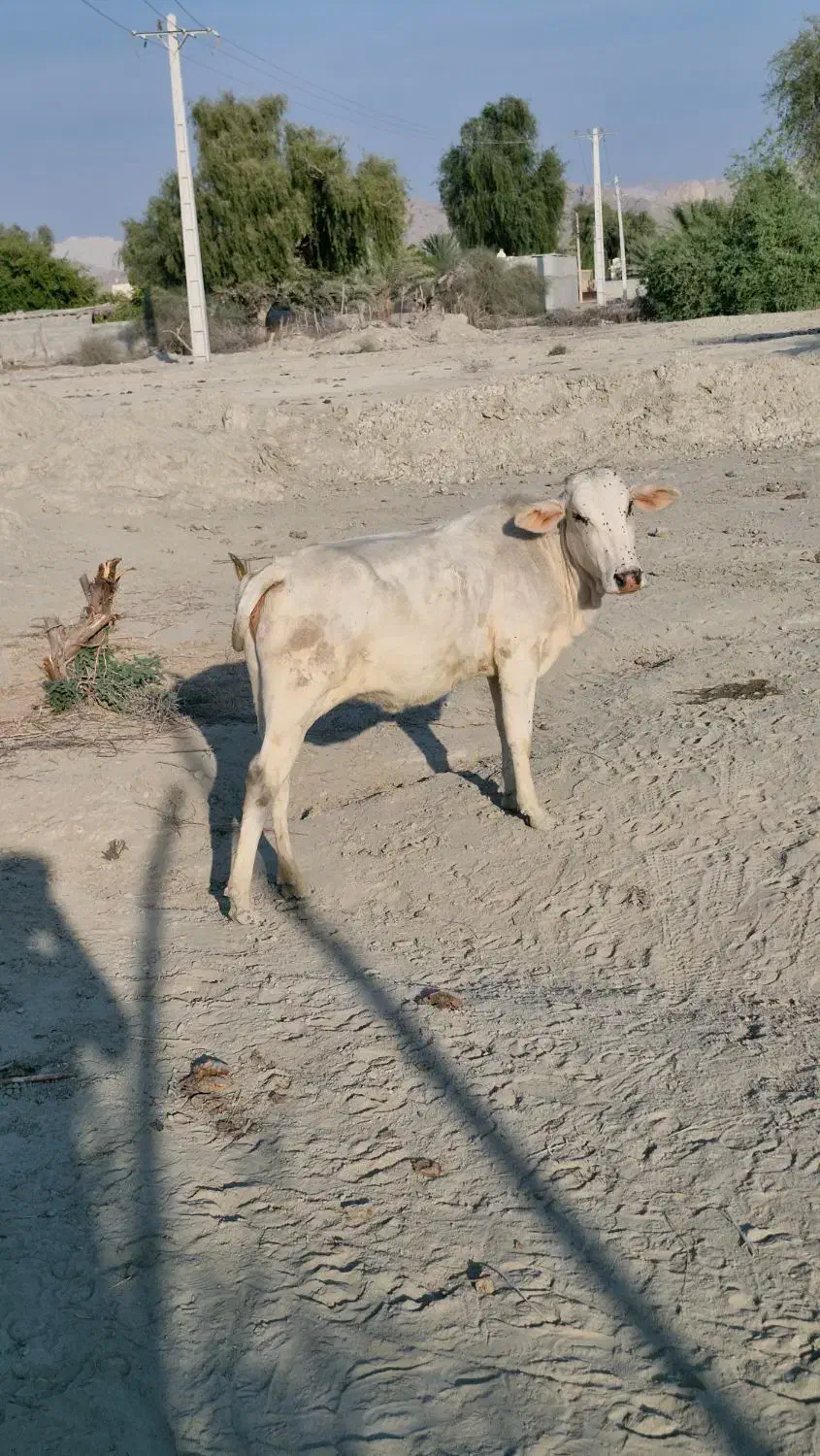 فروش گاو ماده در سیریک|حیوانات مزرعه|سیریک, |دیوار