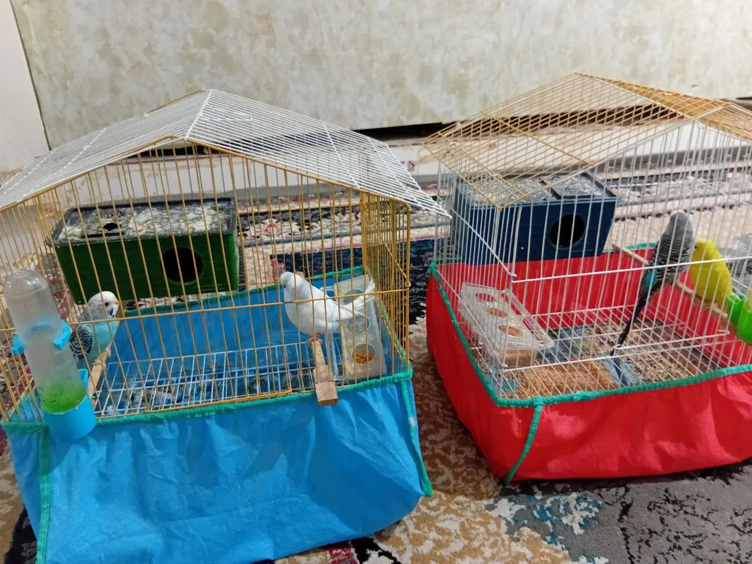 فروش ۴عدد مرغ عشق|پرنده|مسجد سلیمان, |دیوار