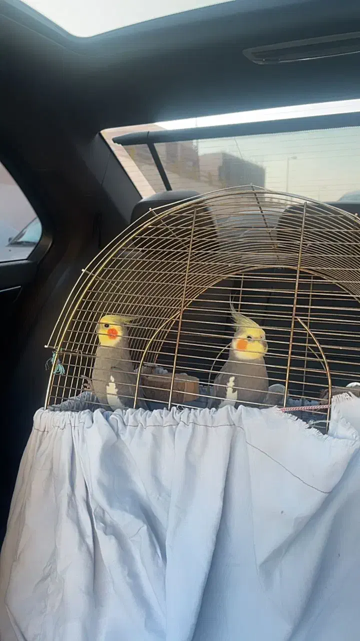 عروس هلندی|پرنده|رامسر, |دیوار