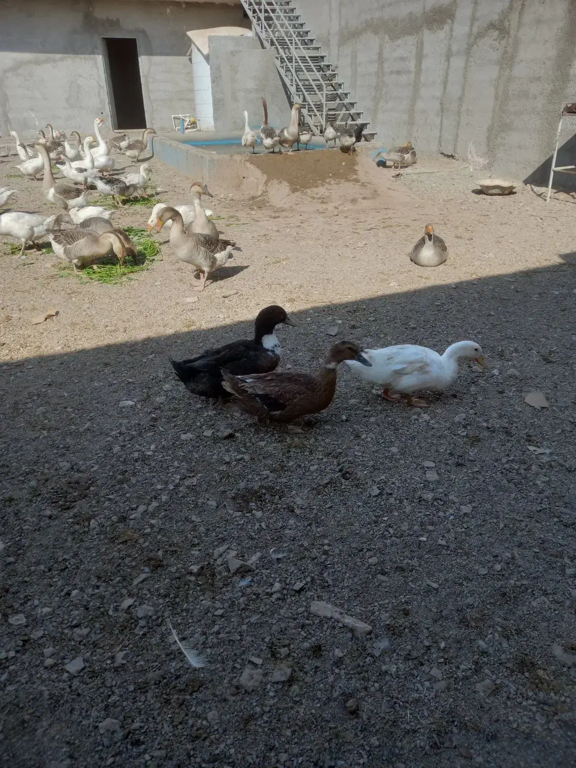 اردک|حیوانات مزرعه|رباط‌کریم, پیغمبر|دیوار