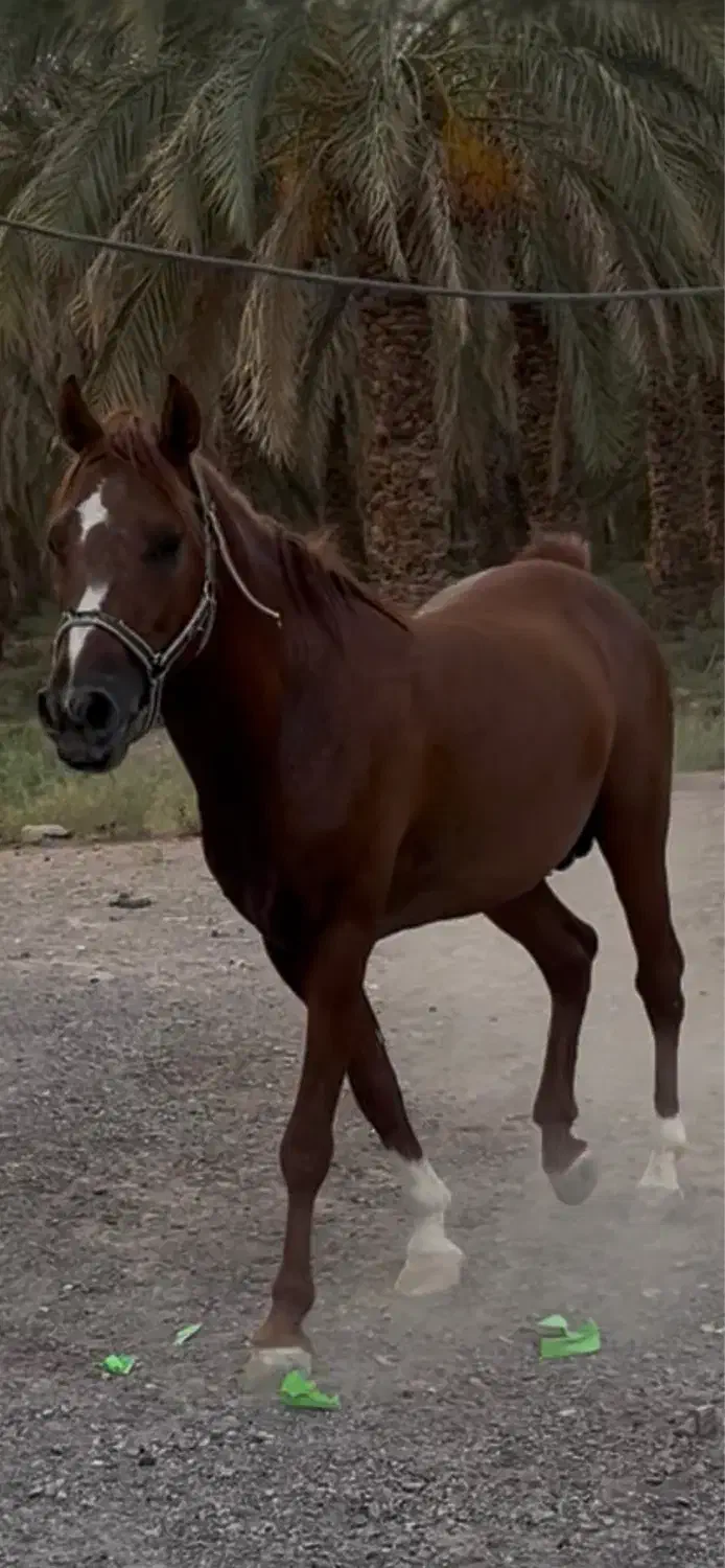 اسب نریون درشور|اسب و تجهیزات اسبسواری|کرمان, |دیوار