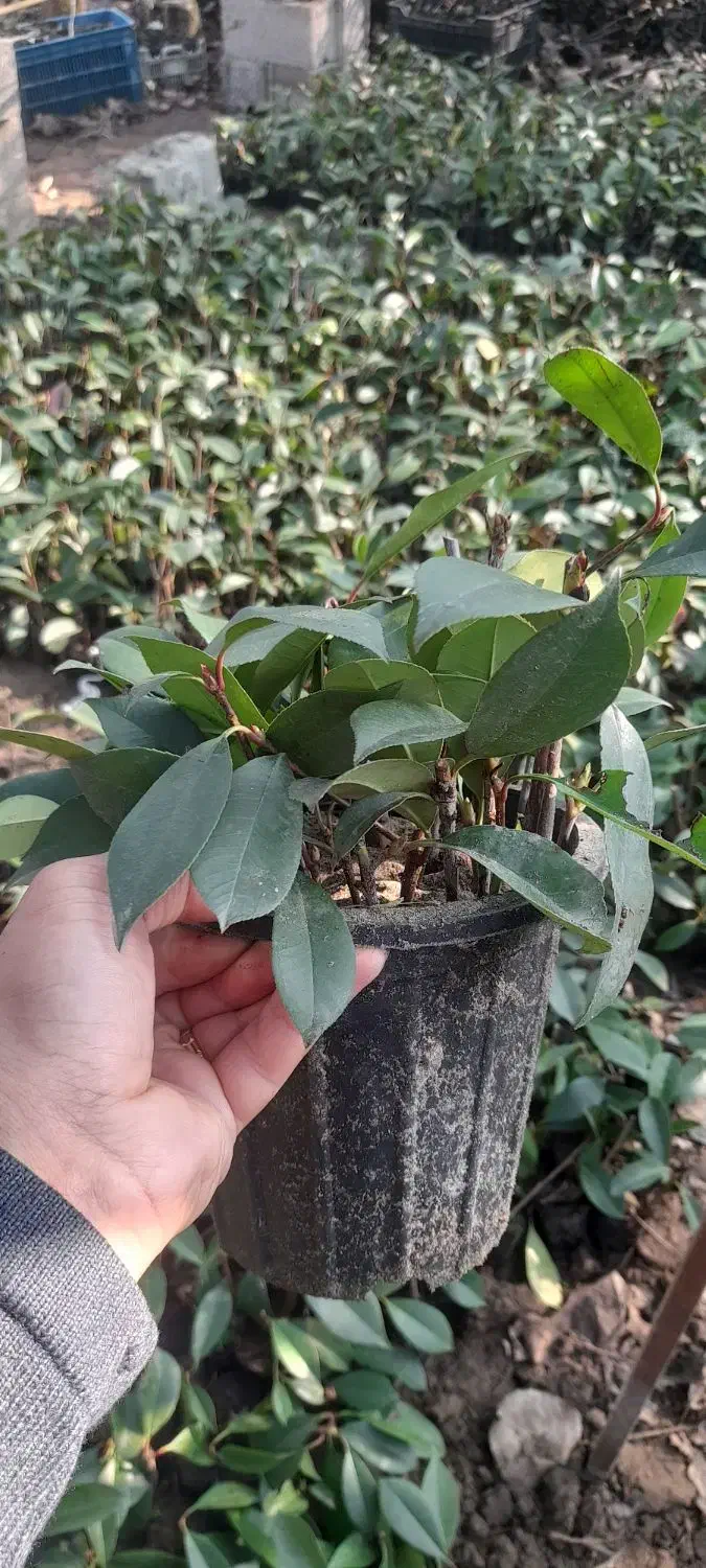 فتونیا بدون ریشه و باریشه پالم یاس پیتسپروم|گل و گیاه طبیعی|رودسر, |دیوار