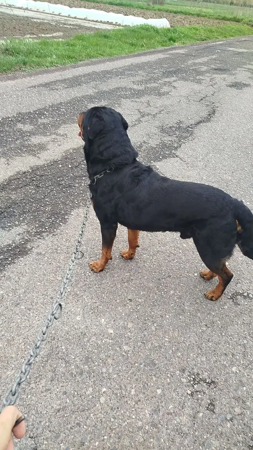 سگ روت وایلر برای جفت آلمانی|سگ|رشت, فخب|دیوار